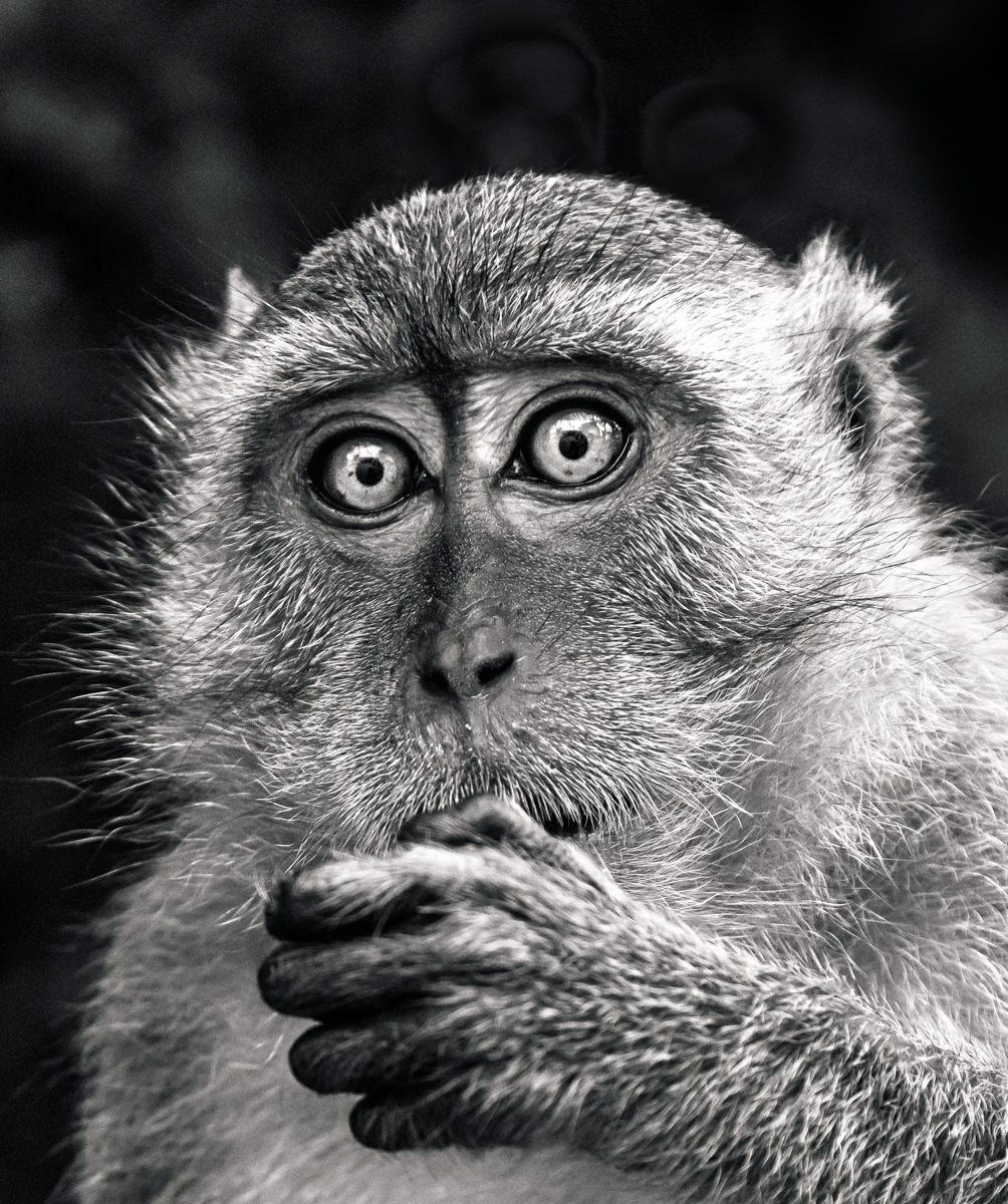 See no Evil, Speak no Evil