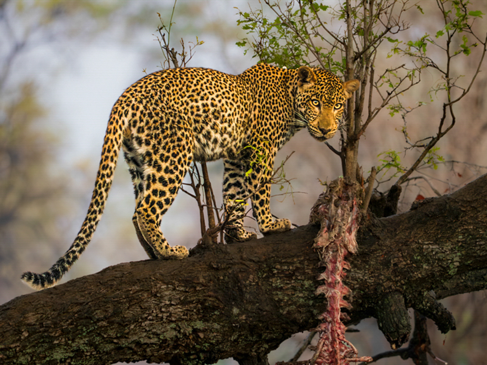 Leopard with prey