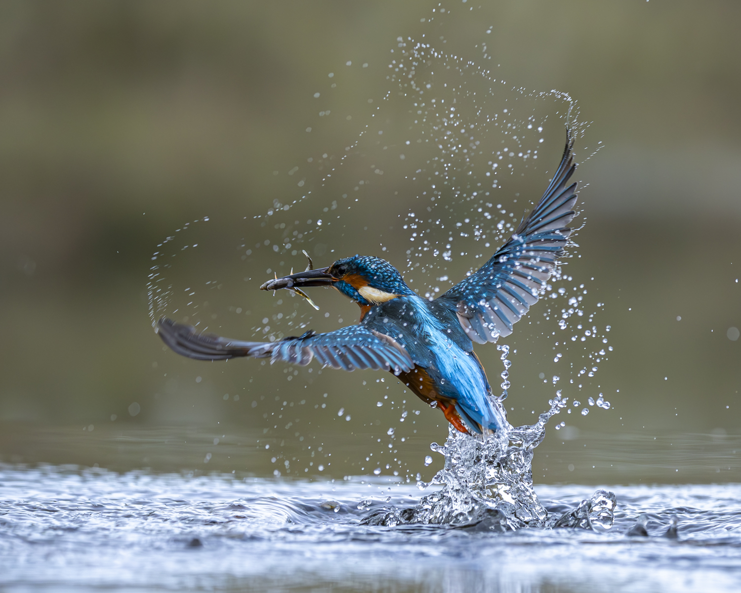 Kingfisher splash