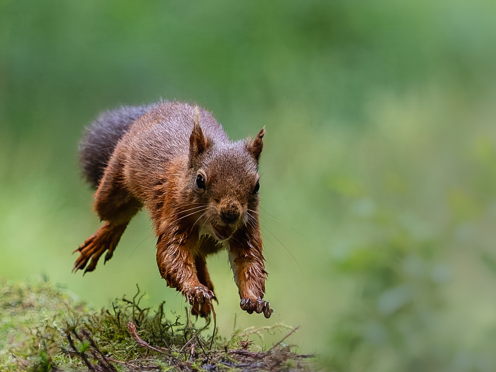 Red Squirrel coming