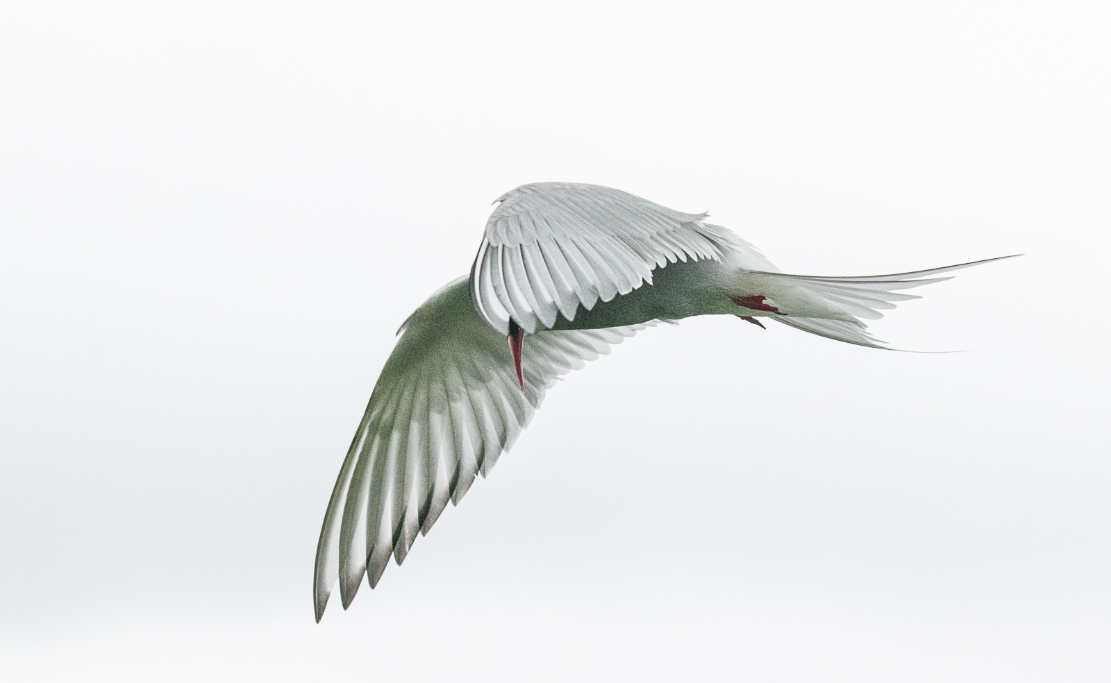 Tern by Kerrin Malone Third Tern