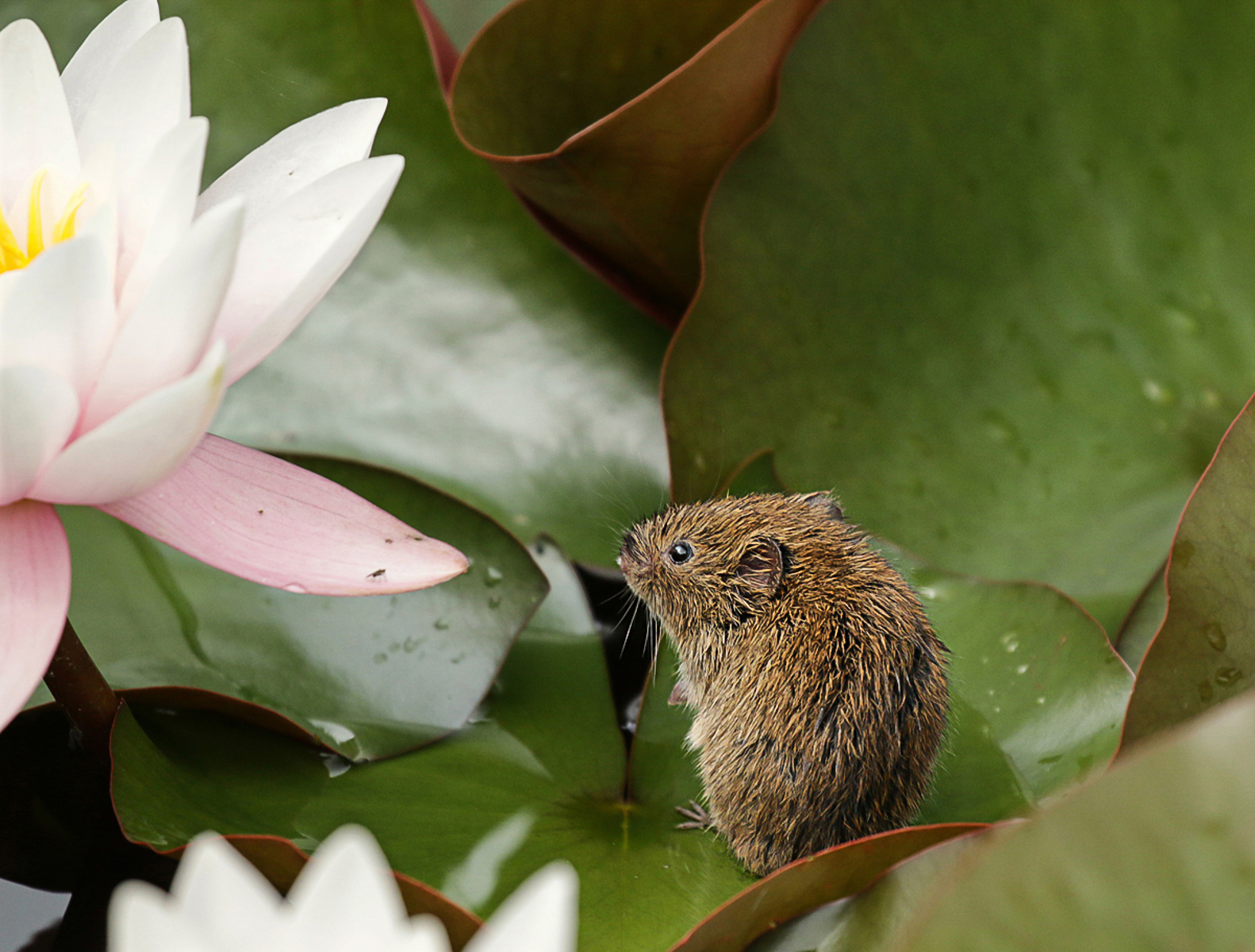 Baby Water Vole by Kerrin Malone Baby Water Vole