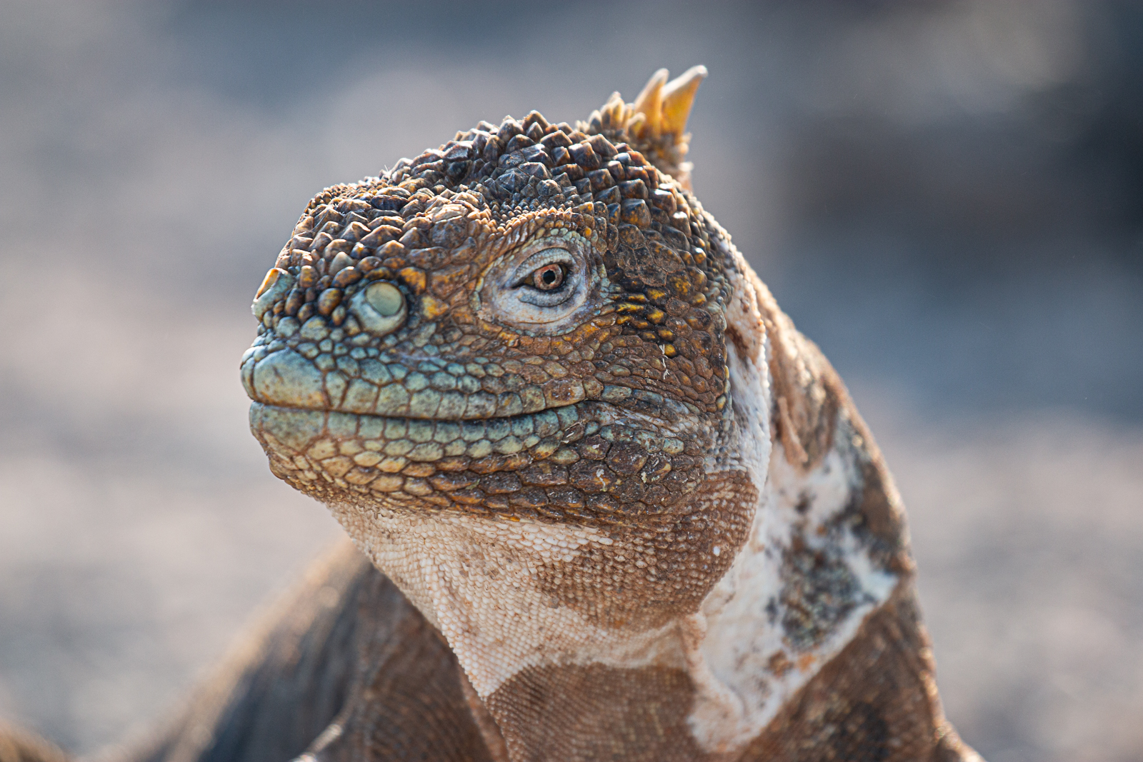 Iguana by Kerrin Malone Iguana