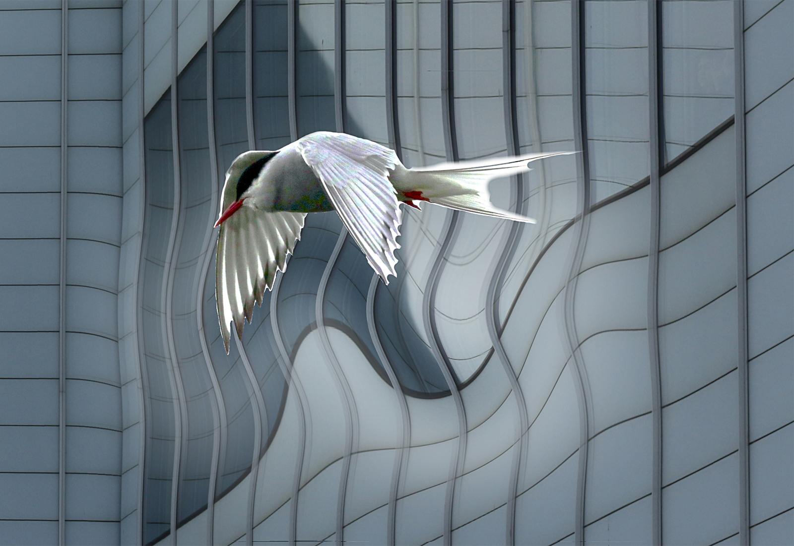 Tern wave by Kerrin Malone Tern wave