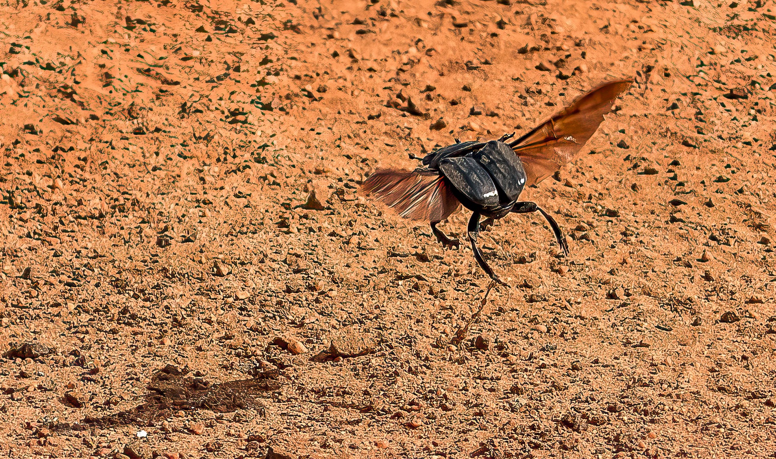 Dung Beetle by Testing Robot Dung Beetle