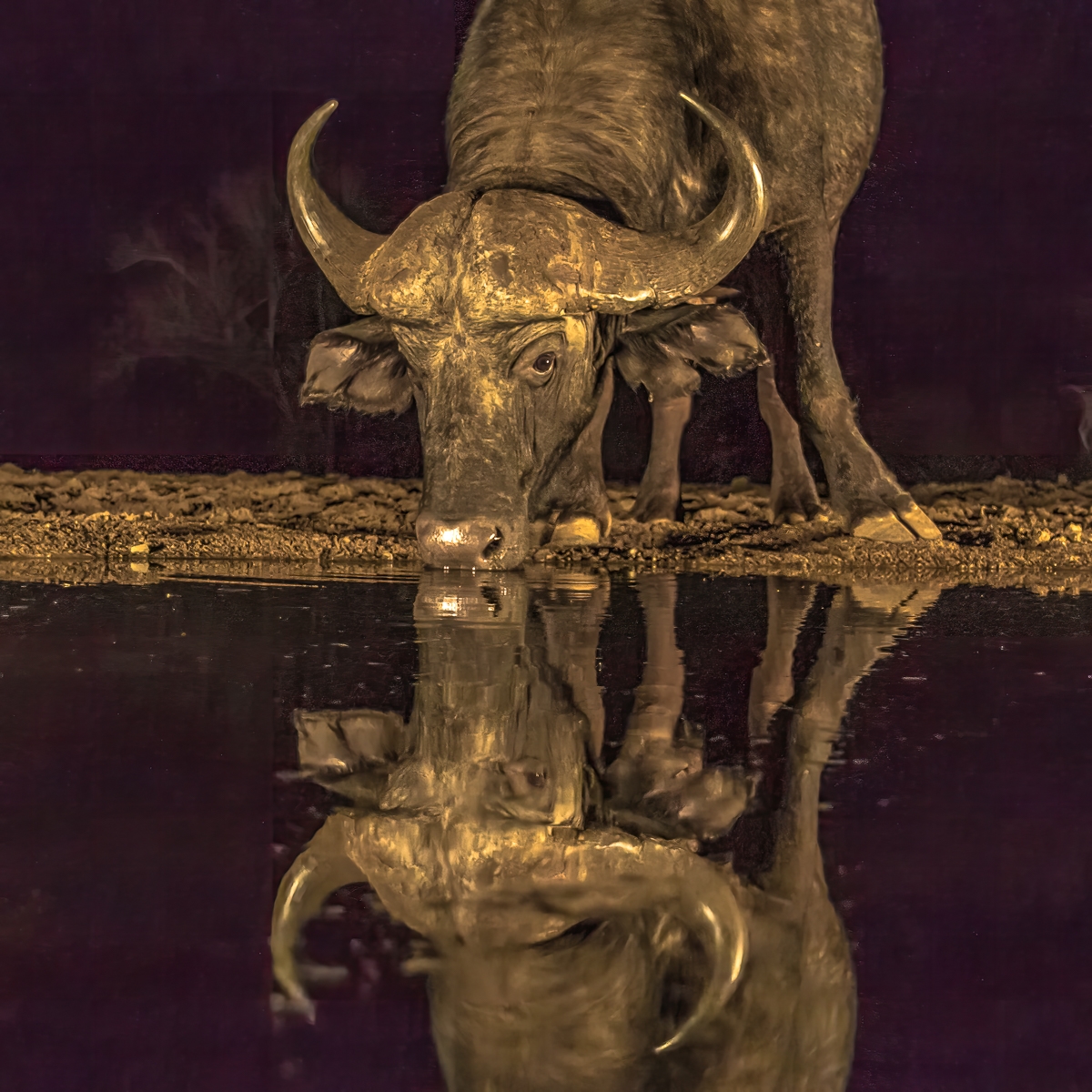 At the water hole by Richard Atkinson At the water hole
