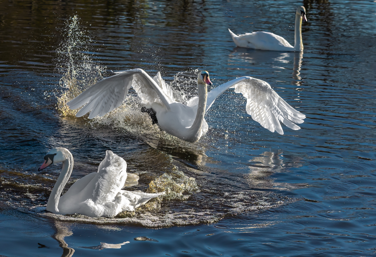 Cleared for landing by Richard Atkinson Cleared for landing