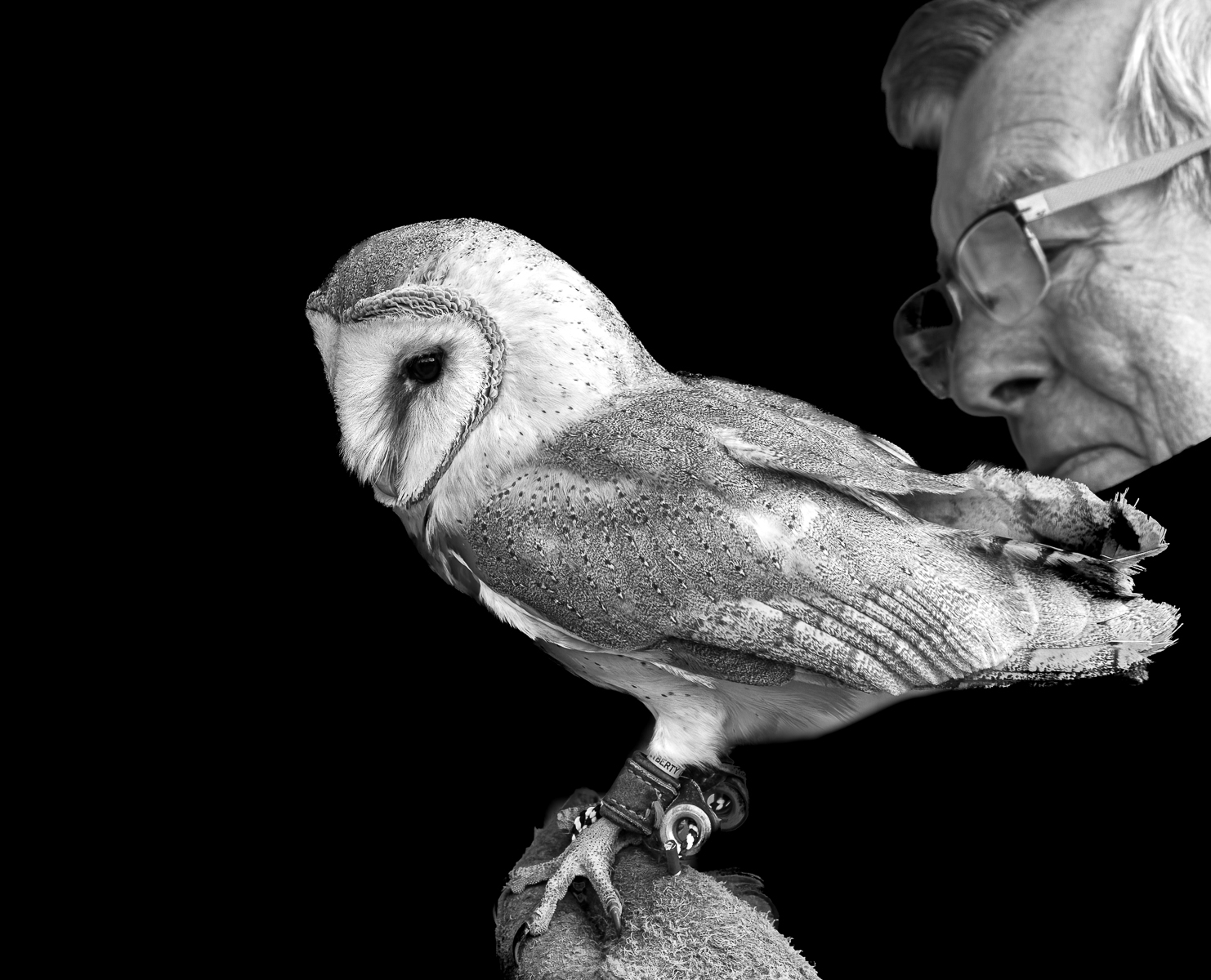 Barn owl by Richard Atkinson Barn owl