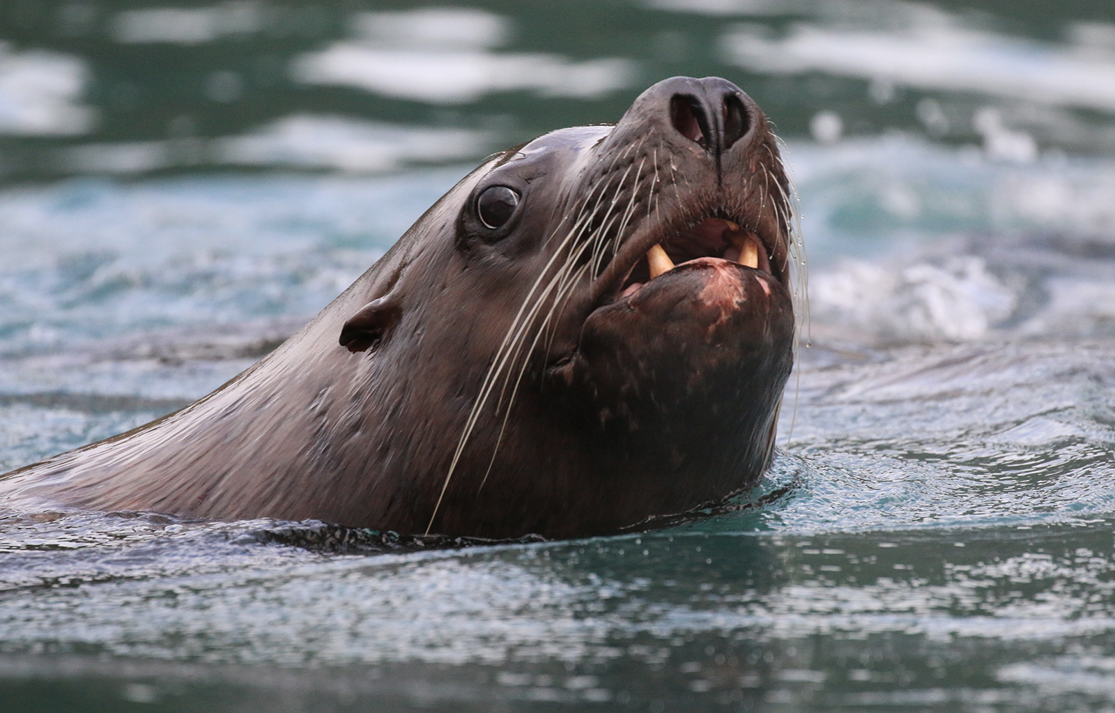 Sealion by Kerrin Malone Sealion