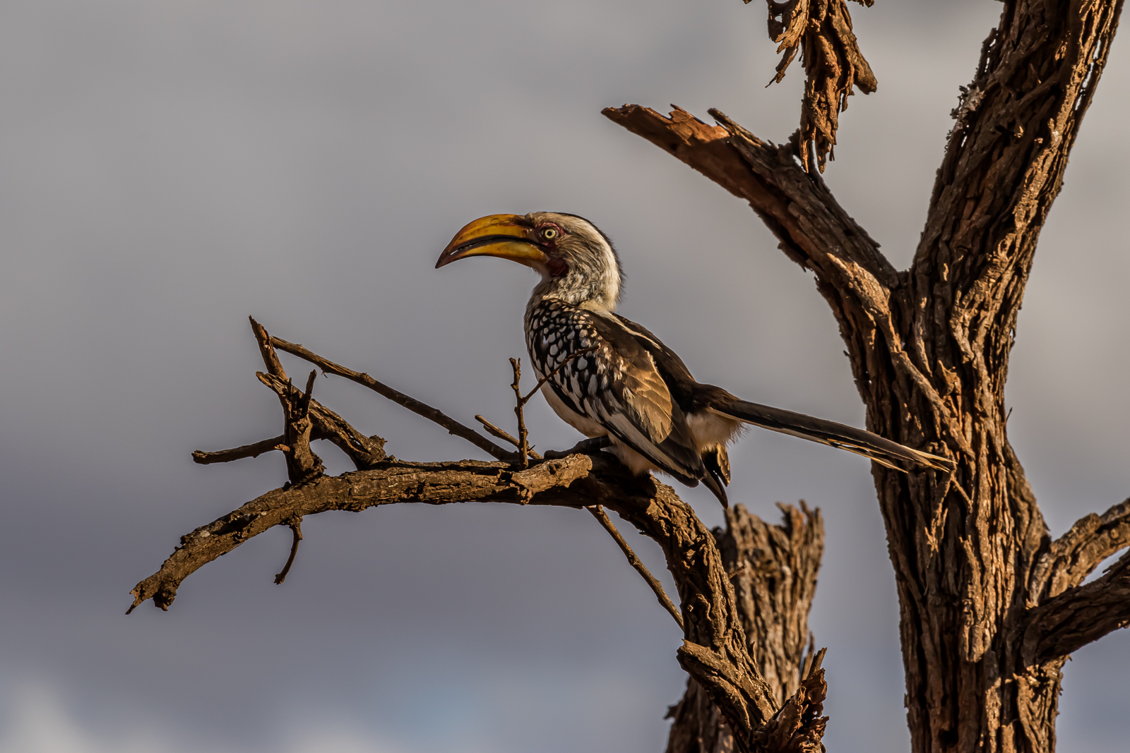 Hornbill