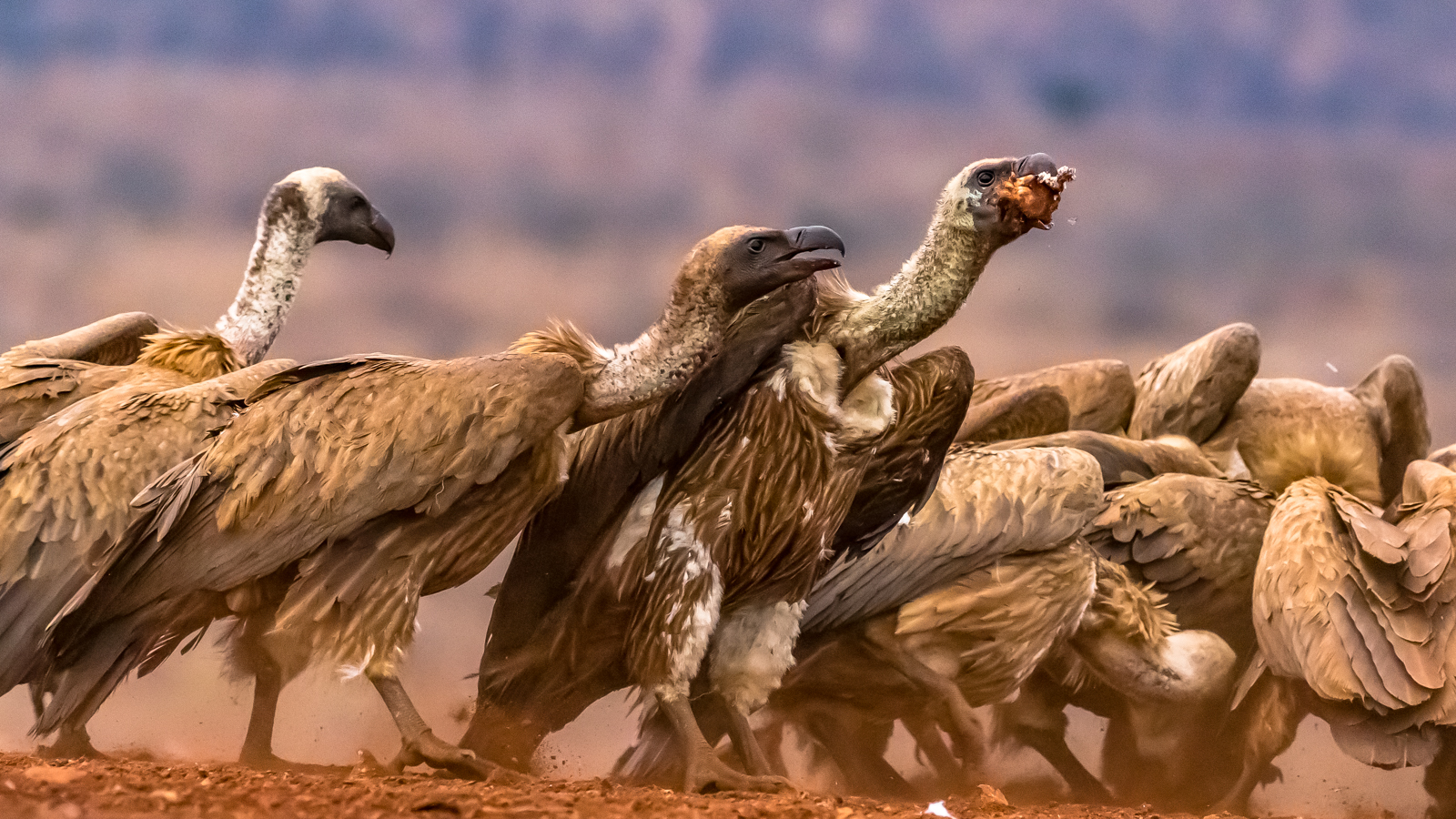 Vultures