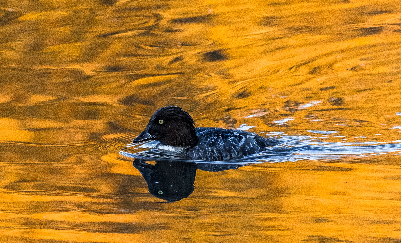 On Golden Pond by Testing Robot On Golden Pond