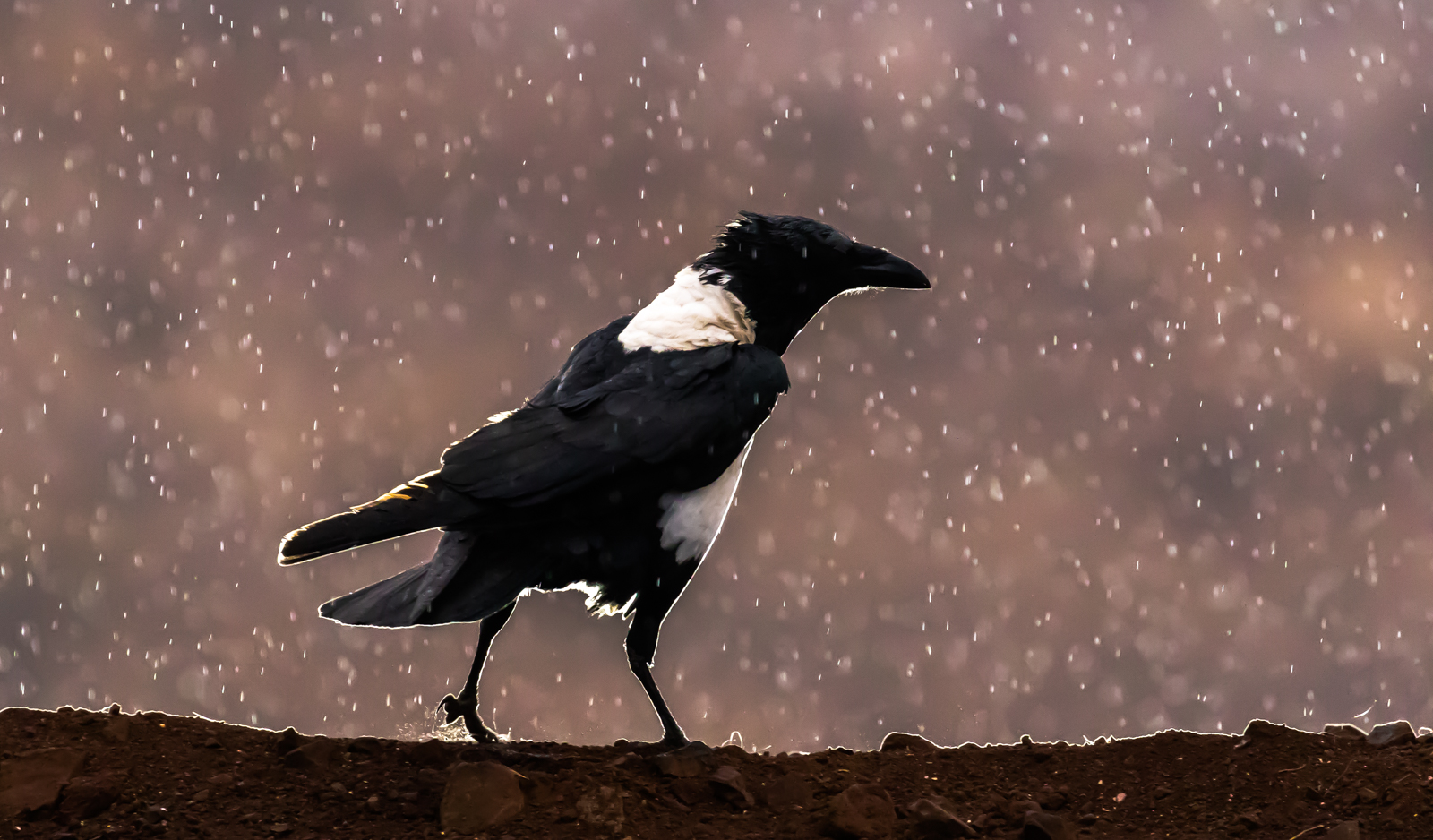 Pied Crow