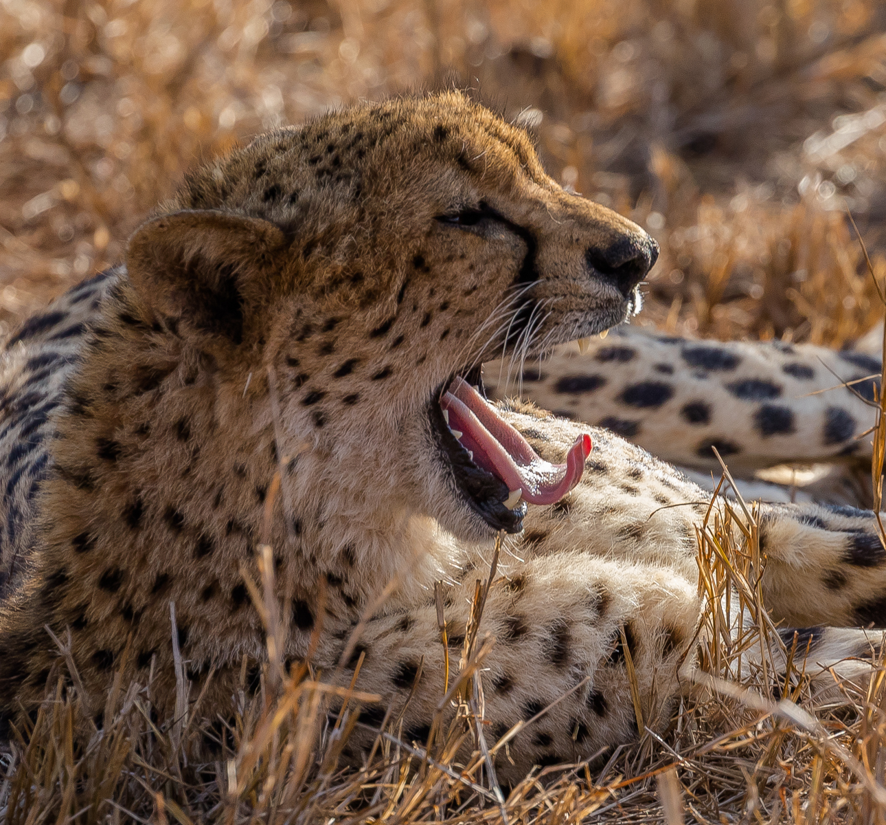 Cheetah Yawn