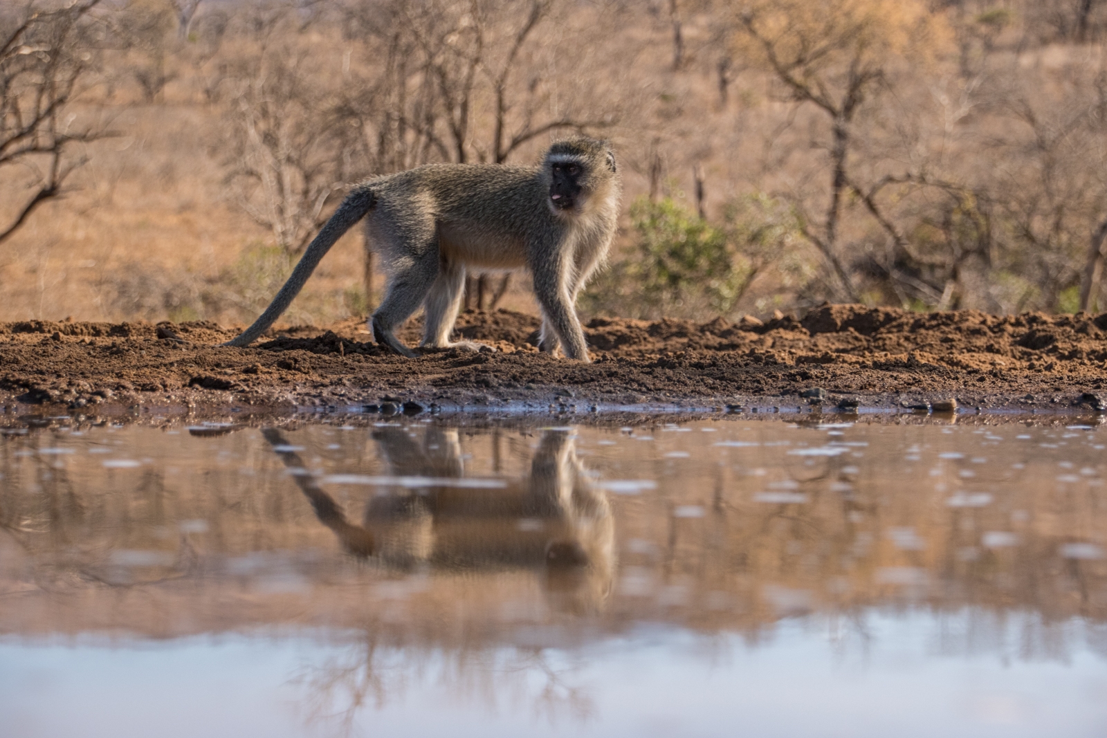 Vervet monkey by Testing Robot Second Vervet monkey