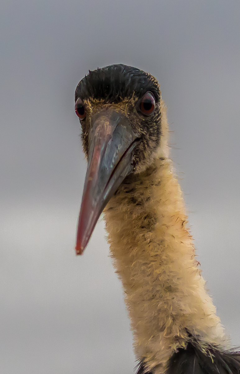 Woolly Necked Stork
