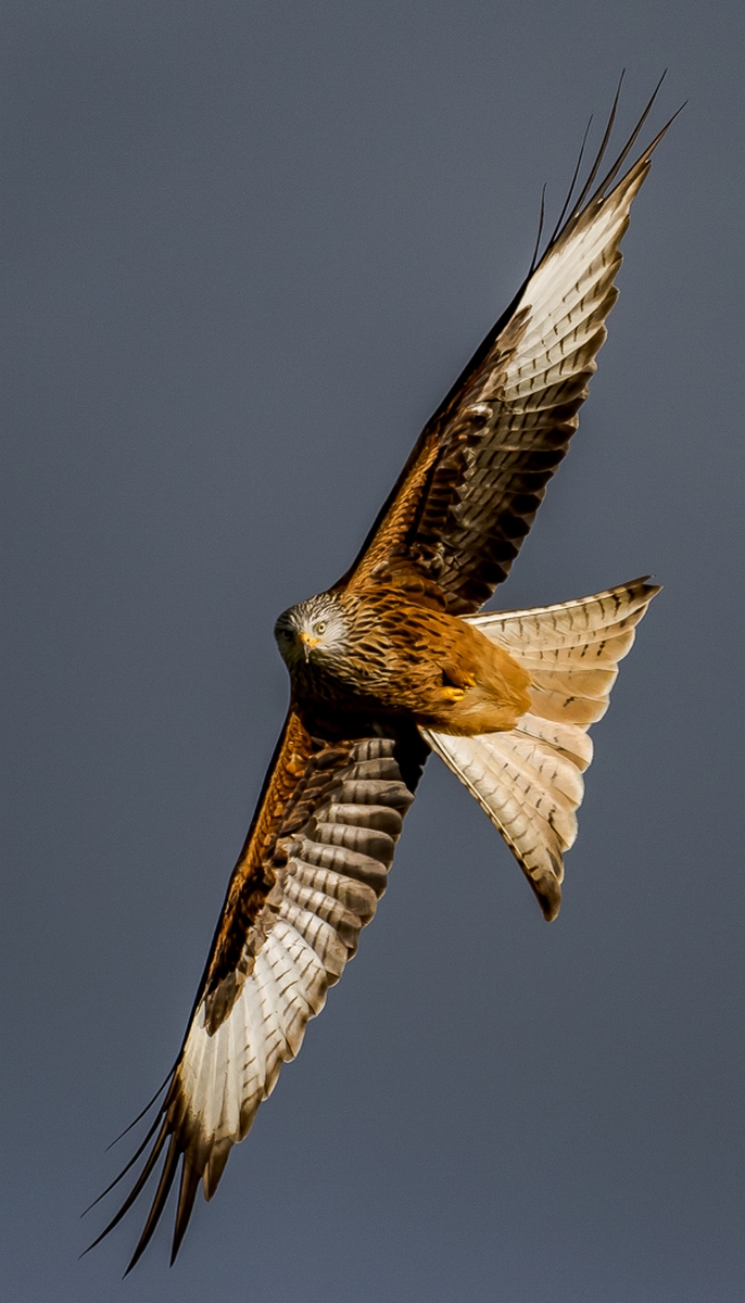 Red Kite by Testing Robot Commended Red Kite
