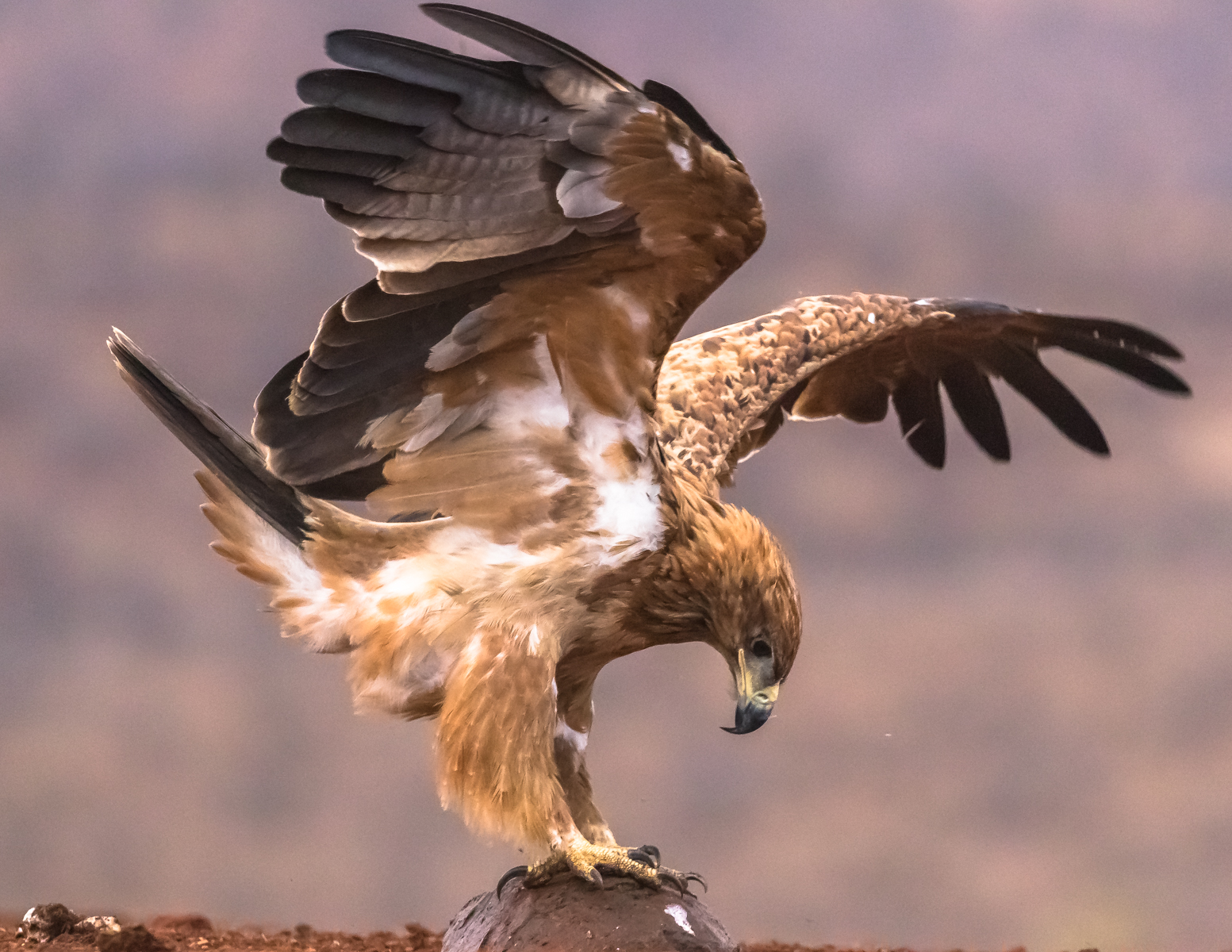 Tawny Eagle