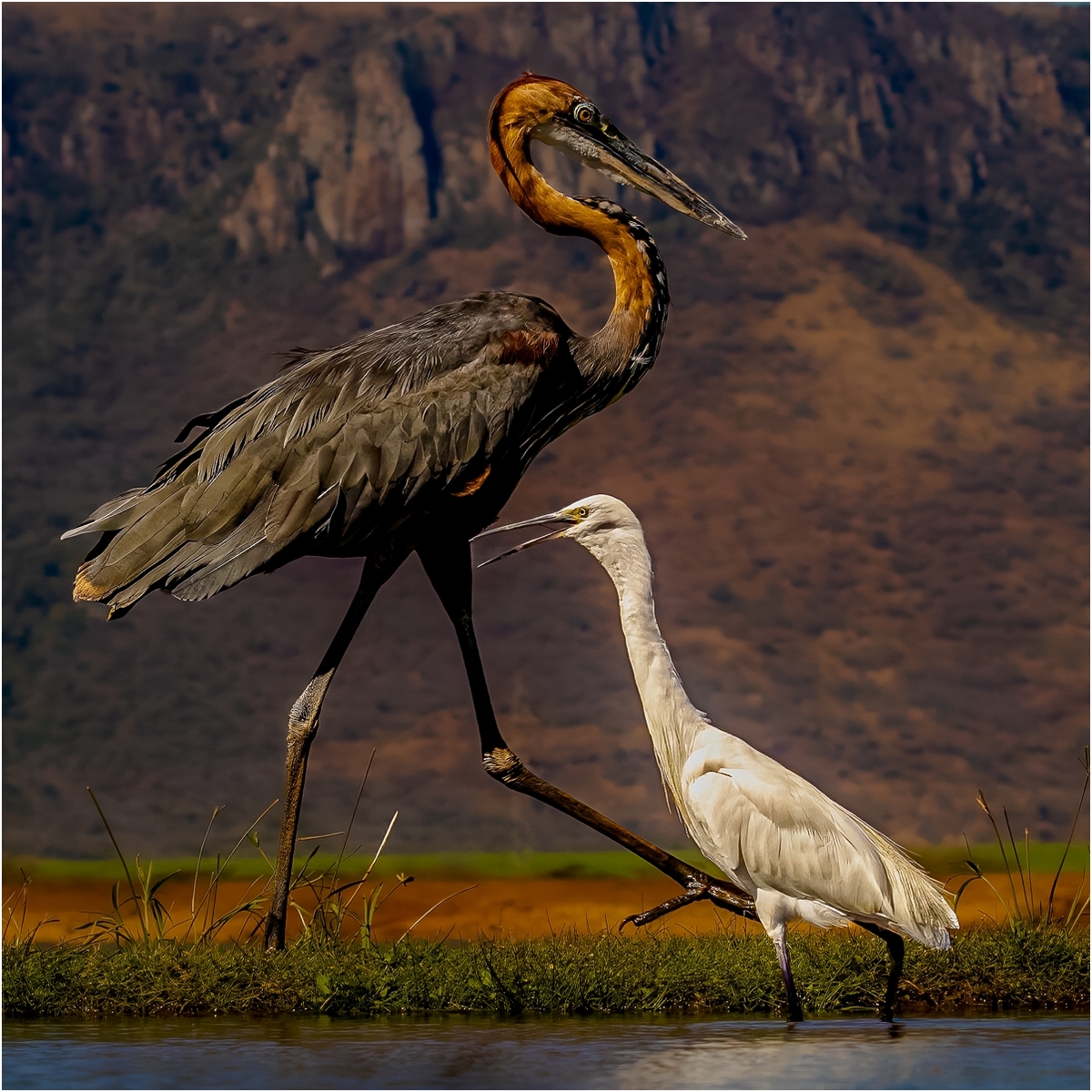 Goliath heron and Egret by Richard Atkinson Goliath heron and Egret