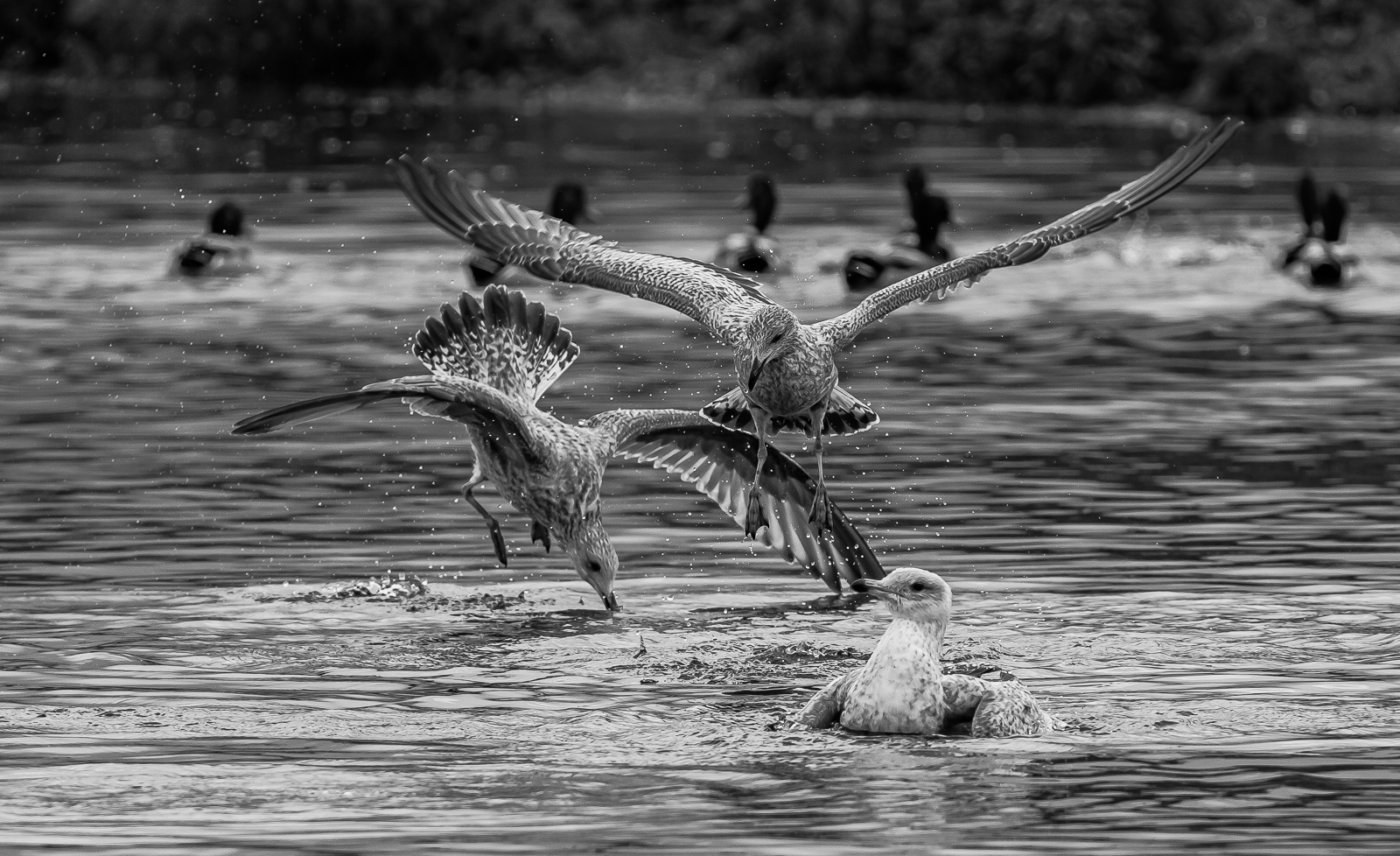 Competition by Richard Atkinson Competition