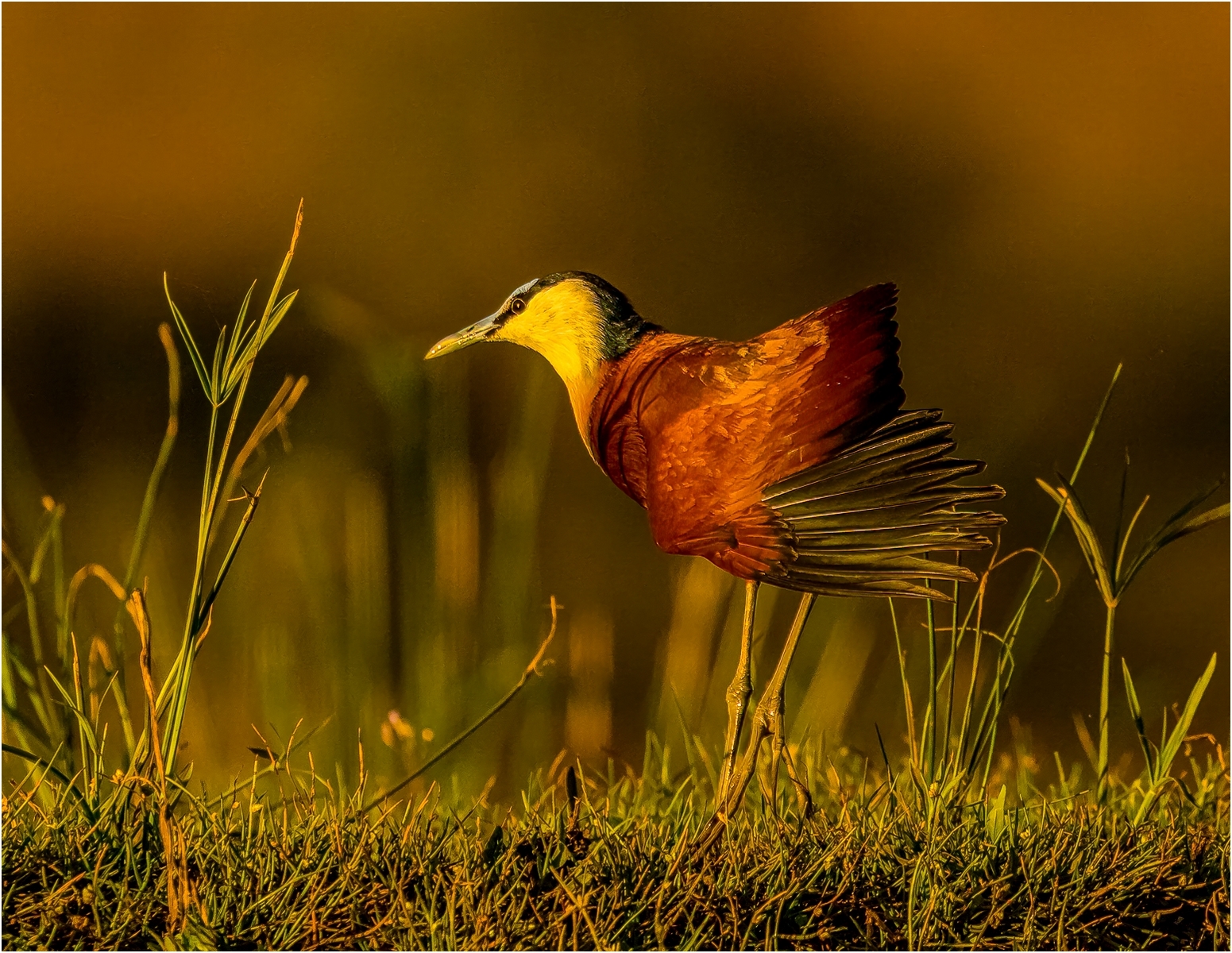 Jacana by Richard Atkinson Jacana