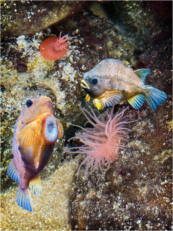 David Kershaw ARPS CPAGB BPE2*