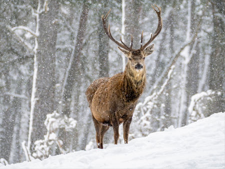 Michelle Howell LRPS CPAGB BPE1* AFIAP