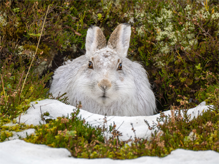 Michelle Howell LRPS CPAGB BPE1* AFIAP