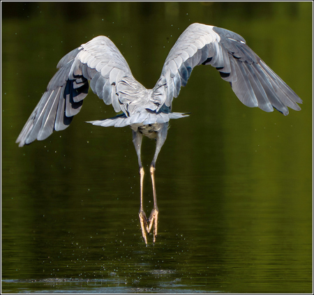 Patrick Maloney CPAGB