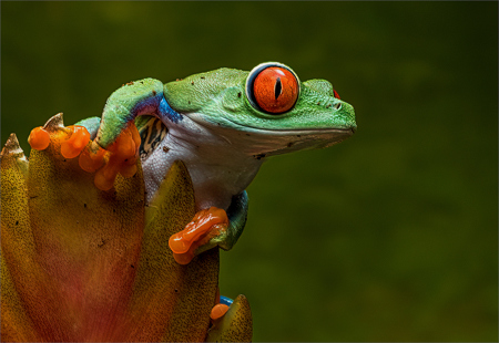 Peter Wells ARPS CPAGB BPE4 EFIAP EPSA