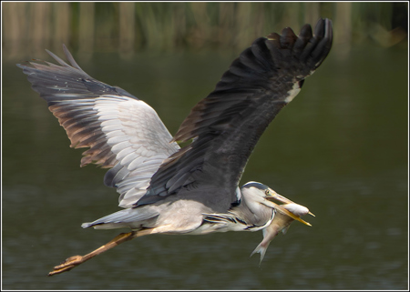 Patrick Maloney CPAGB