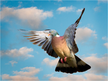 David Kershaw ARPS CPAGB BPE2*