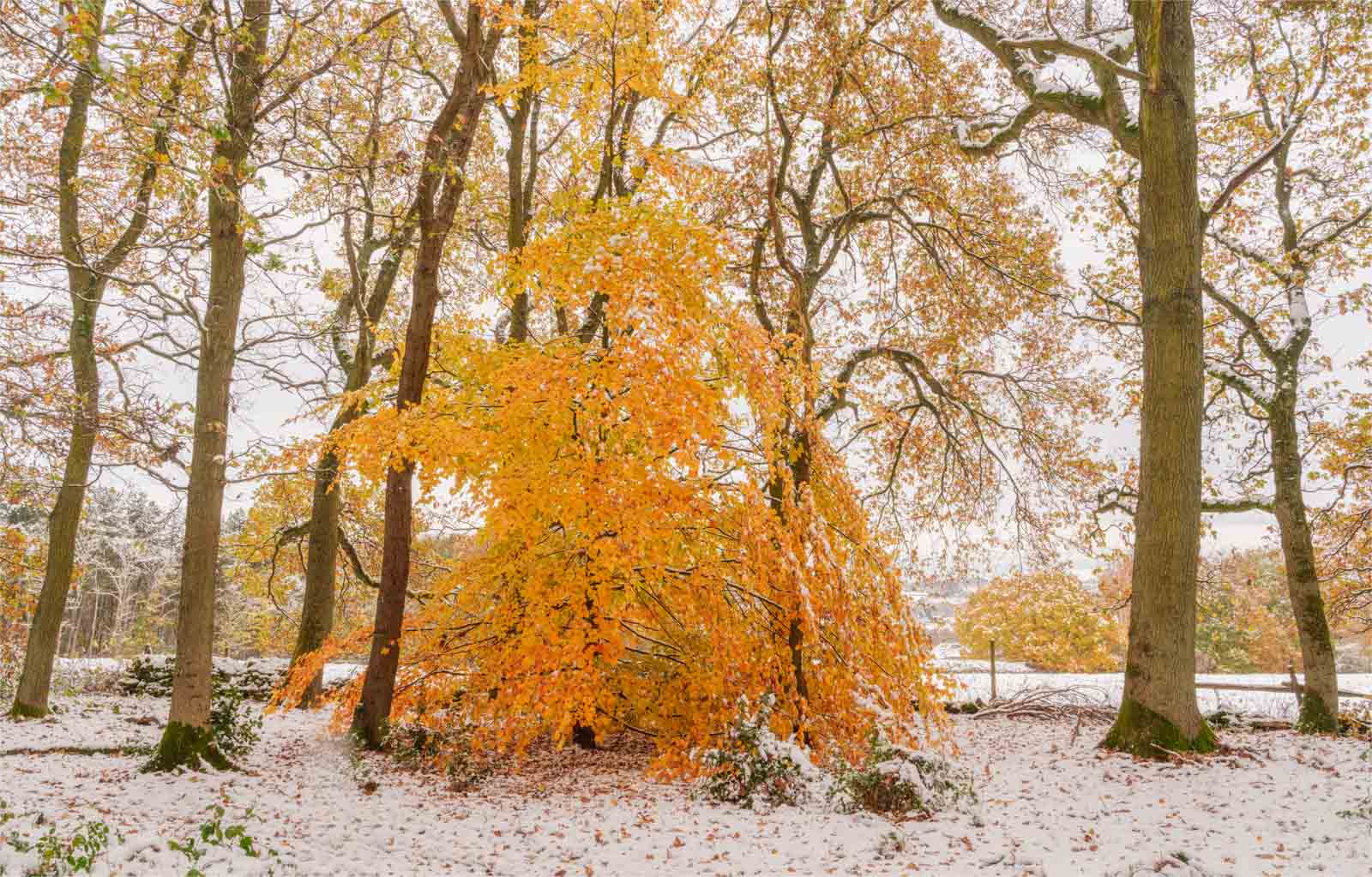 Autumn meets winter by Karen Smith Autumn meets winter