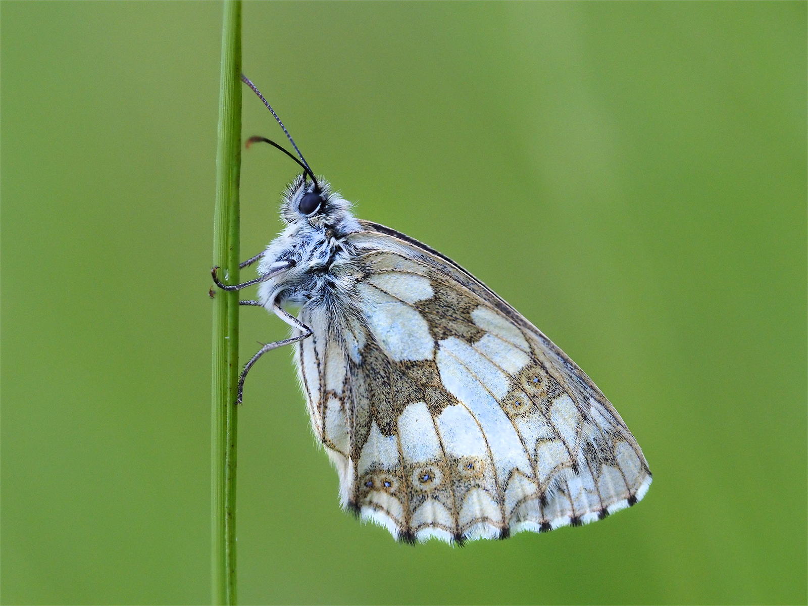 MARBLED WHITE