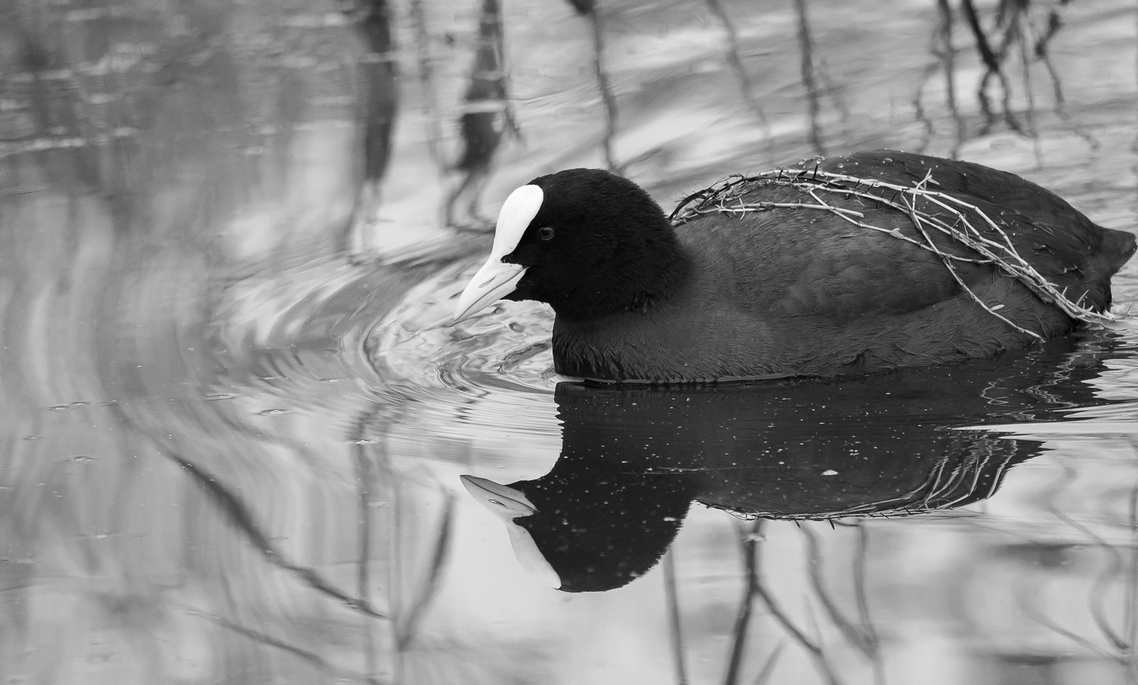 Coot adorned with weed by Helen Woodgate Coot adorned with weed