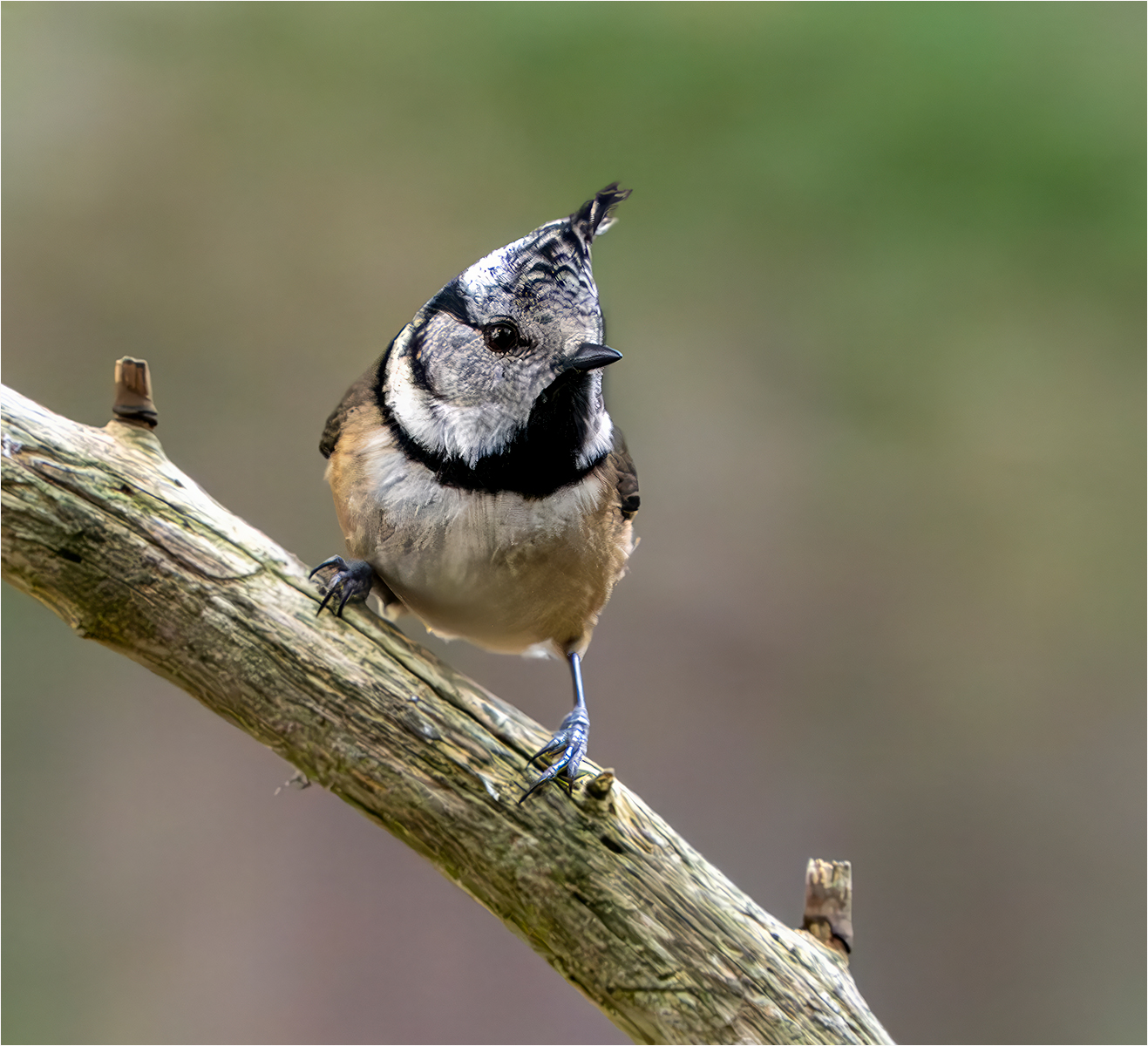 Crested tit 