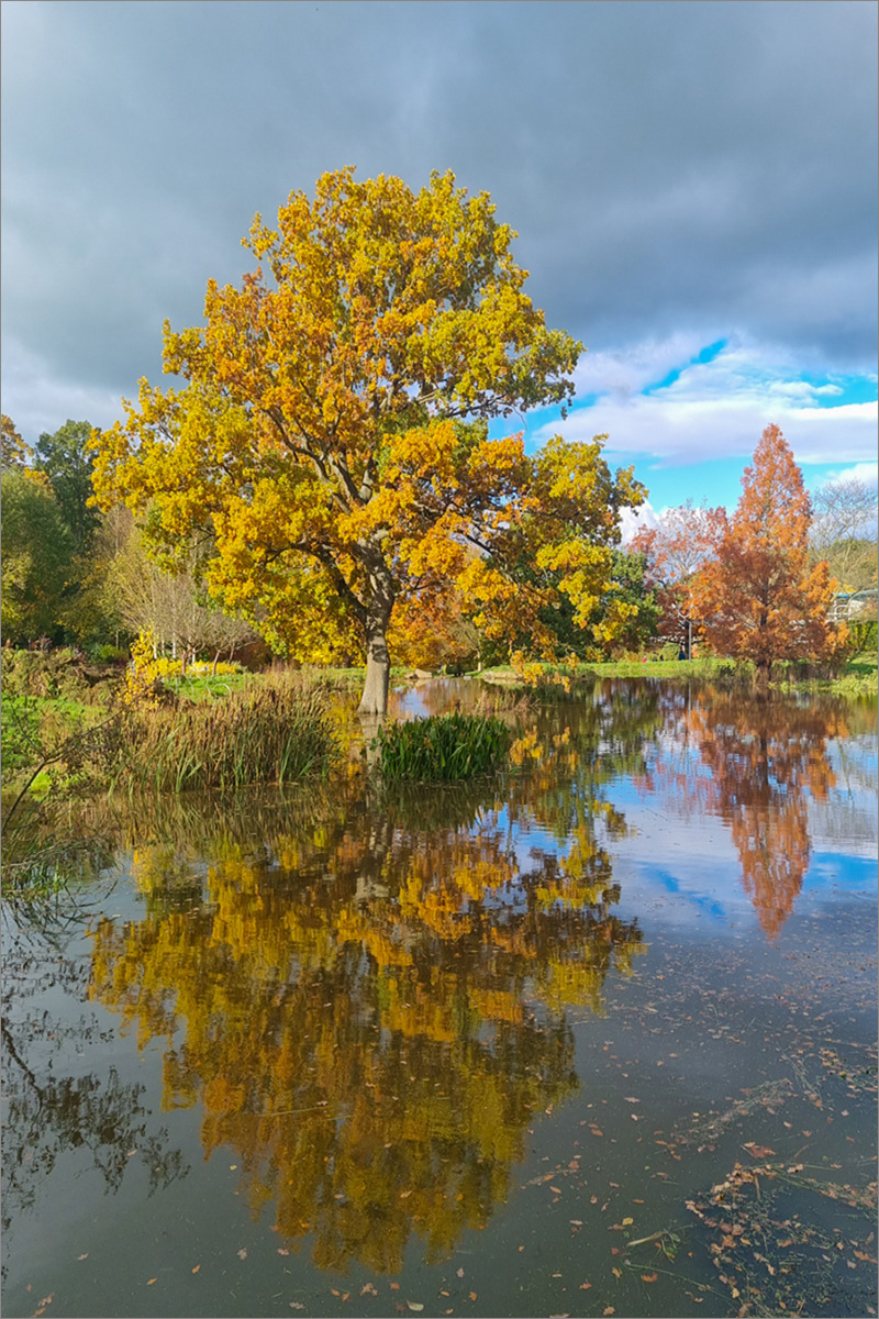 Autumnal Reflections