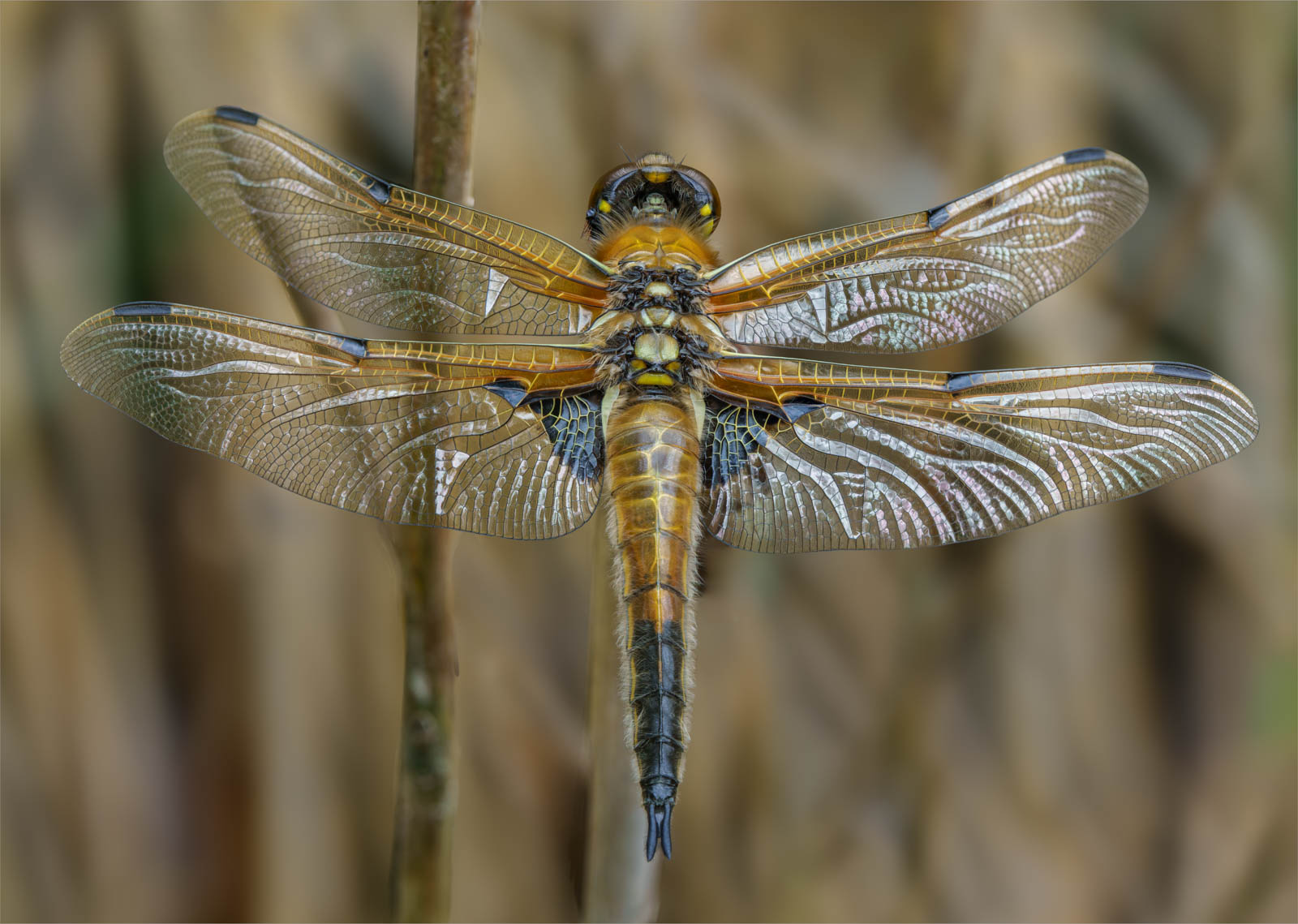 Four spotted chaser