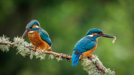 Stephen Womack LRPS CPAGB EFIAP QPSA