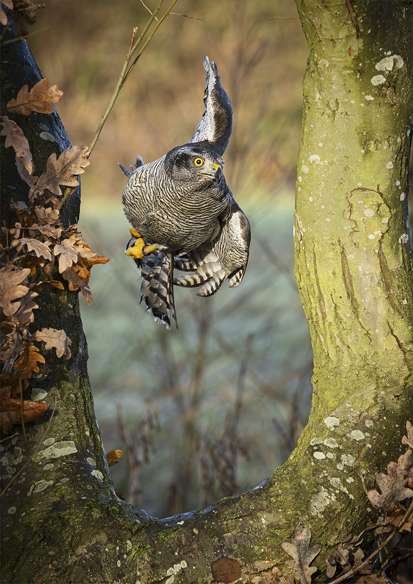 Goshawk tucked by Jeffrey Cummins Goshawk tucked