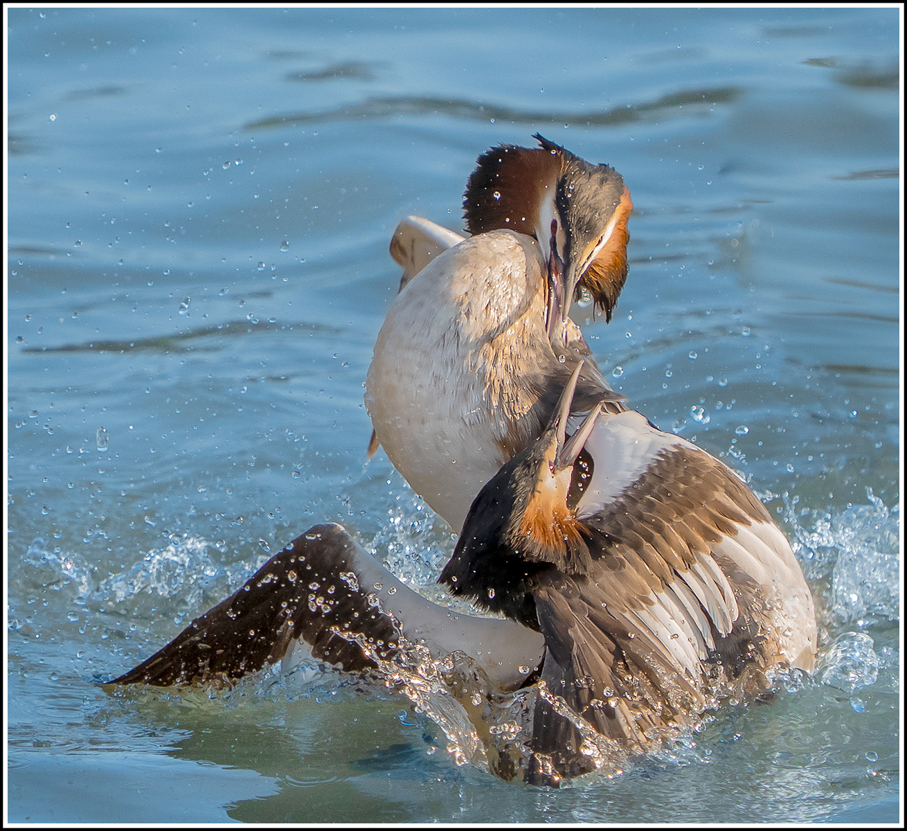 Supremacy by Patrick Maloney Supremacy