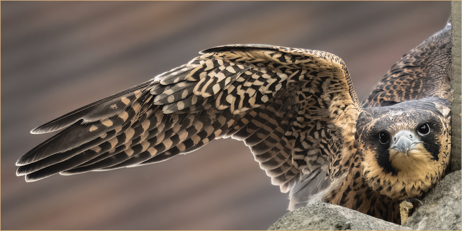 Out of the Nest by Ian Waddington Out of the Nest