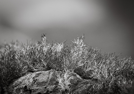 Les Schumer AAPS QPSA GPU CR1