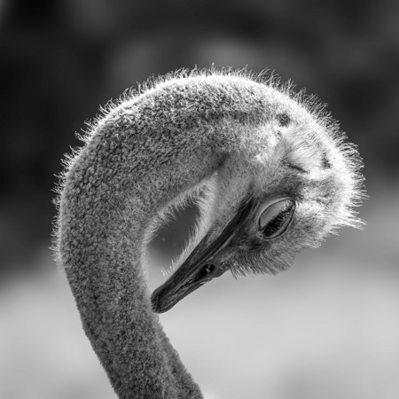 Susanne  Souter  LAPS AFIAP QPSA