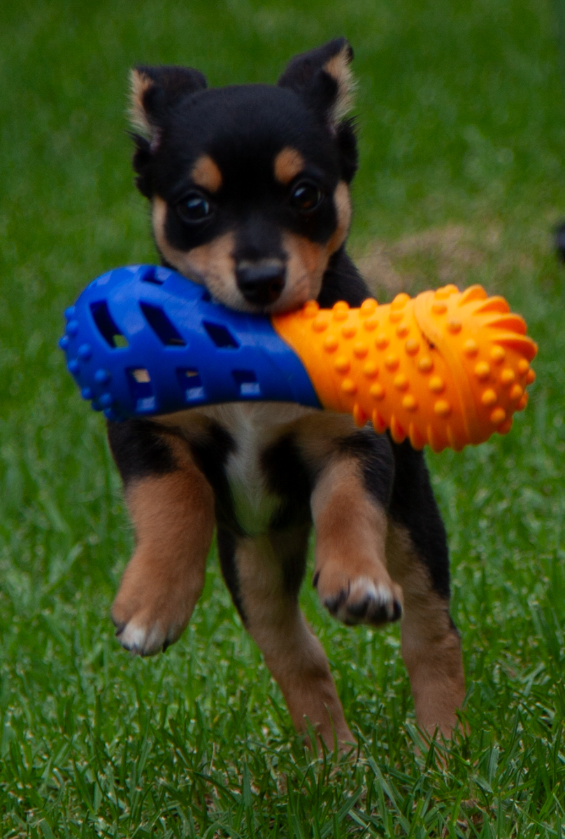 Look at Me Go by Sonia Peterlin Look at Me Go