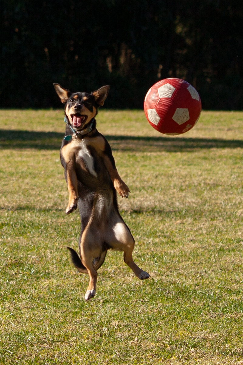 I wanna be Goalie by Sonia Peterlin I wanna be Goalie