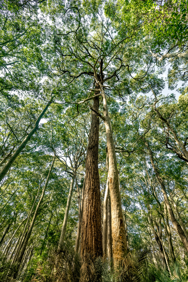 Reaching for the Sky