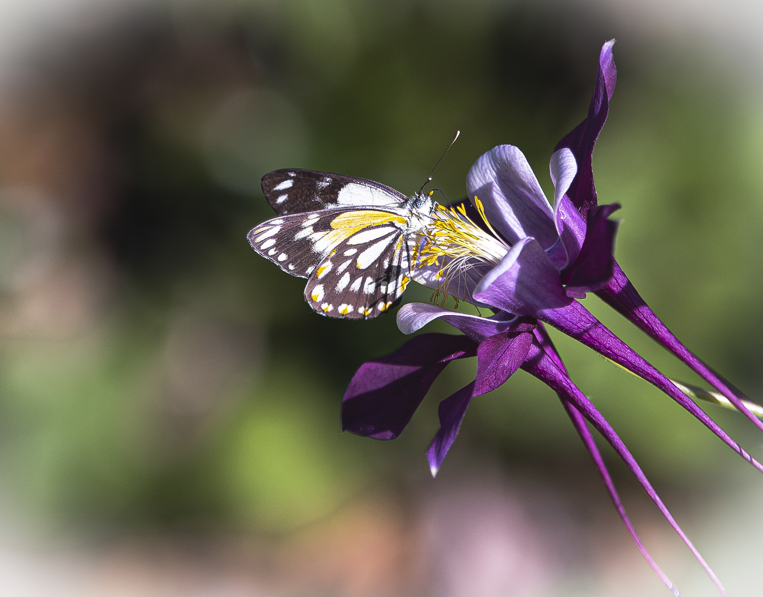 Morning Nectar by Dawne Harridge Morning Nectar