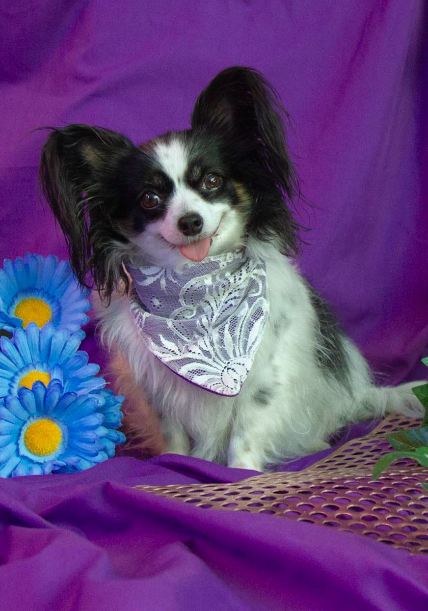 Sexy Lexi by Sonia Peterlin Sexy Lexi