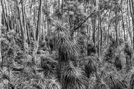 Susanne  Souter  LAPS AFIAP QPSA